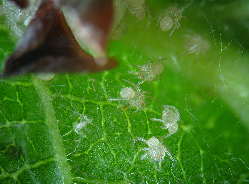 Theridion varians  - Sumirago (VA)